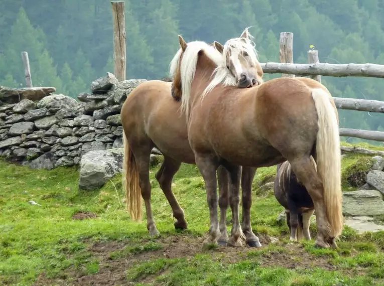 Zwei Haflinger Pferde kuscheln auf einer Almenwiese, umgeben von Bergen.