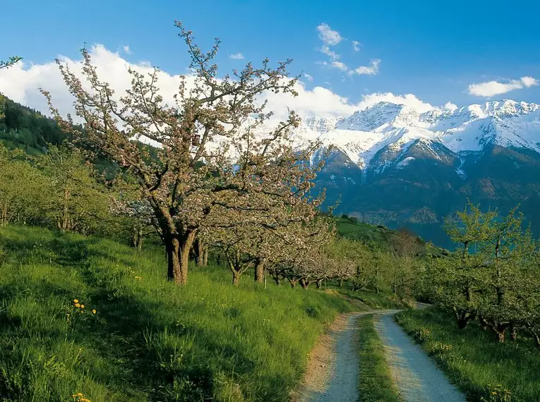 Meran gemütlich erwandern