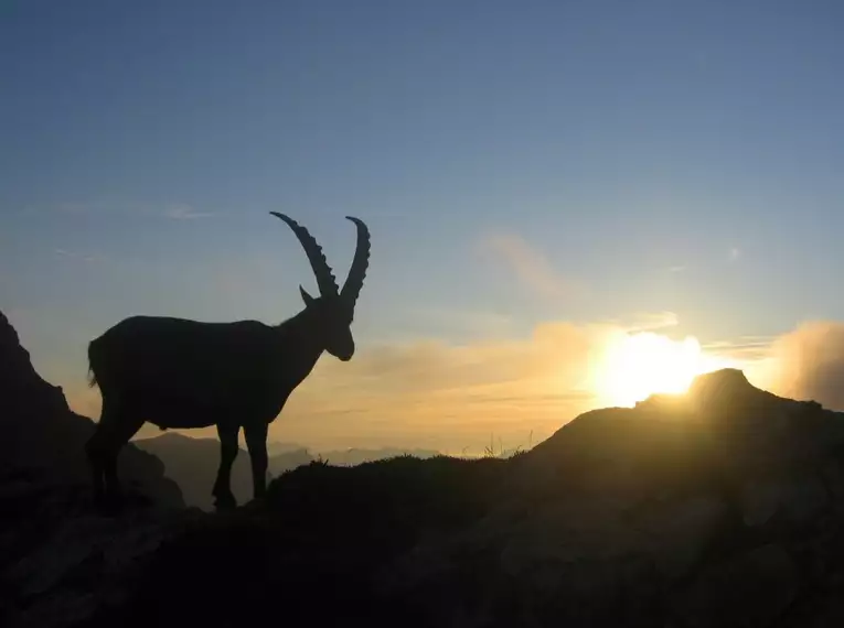 Steinbock-Wanderwoche im Allgäu