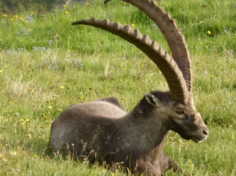 Steinbock-Wanderwoche im Allgäu