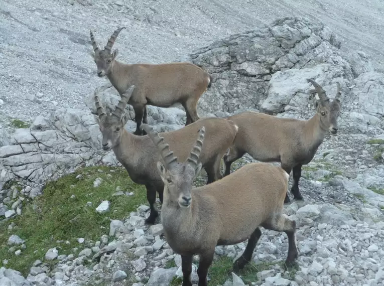 Steinbock-Wanderwoche im Allgäu