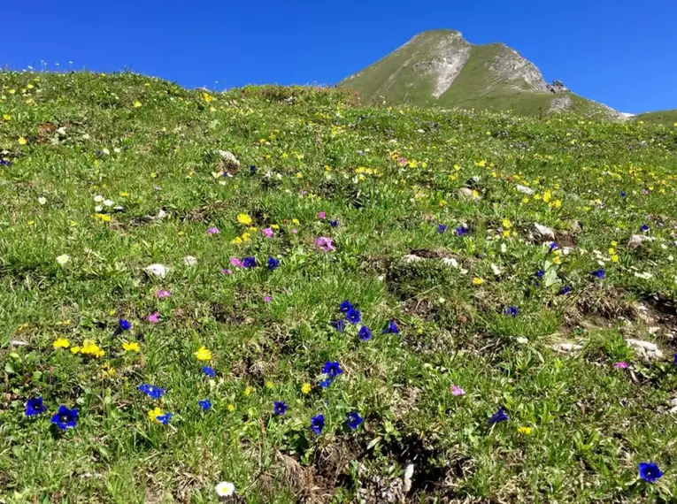 Steinbock-Wanderwoche im Allgäu