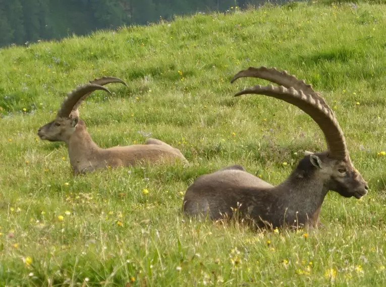 Steinbock-Wanderwoche im Allgäu