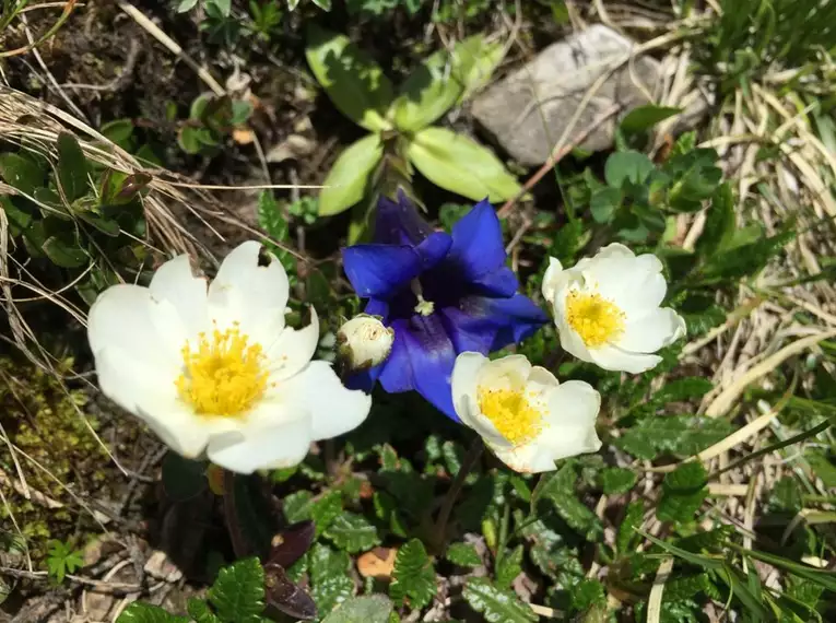 Weiße und blaue Alpenblumen in alpiner Umgebung.