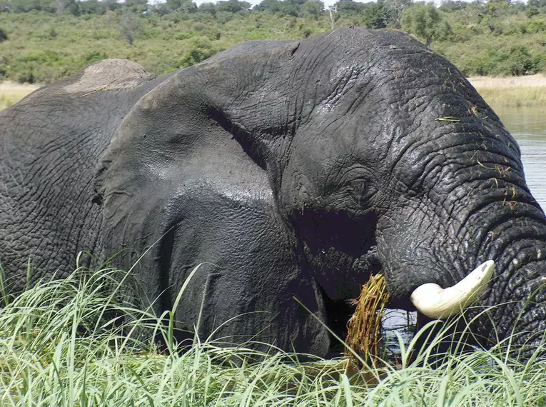 Namibia & Botswana - Tiervielfalt zwischen Wüstenbergen und Flussoasen