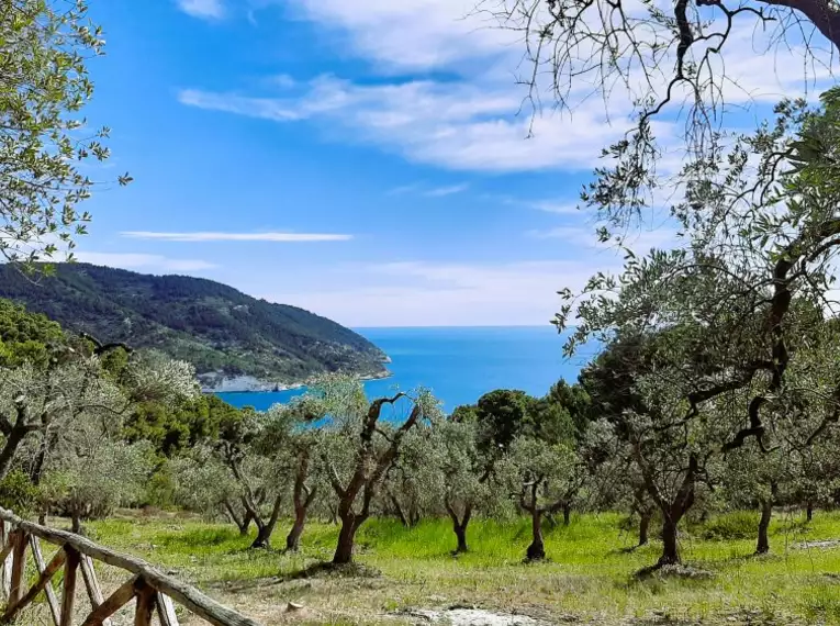 Blick durch Olivenhaine auf die Küste Apuliens, mit blauem Himmel und Meer.