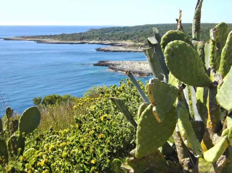 Kaktus und Küstenlandschaft mit blauem Meer in Apulien, Italien.