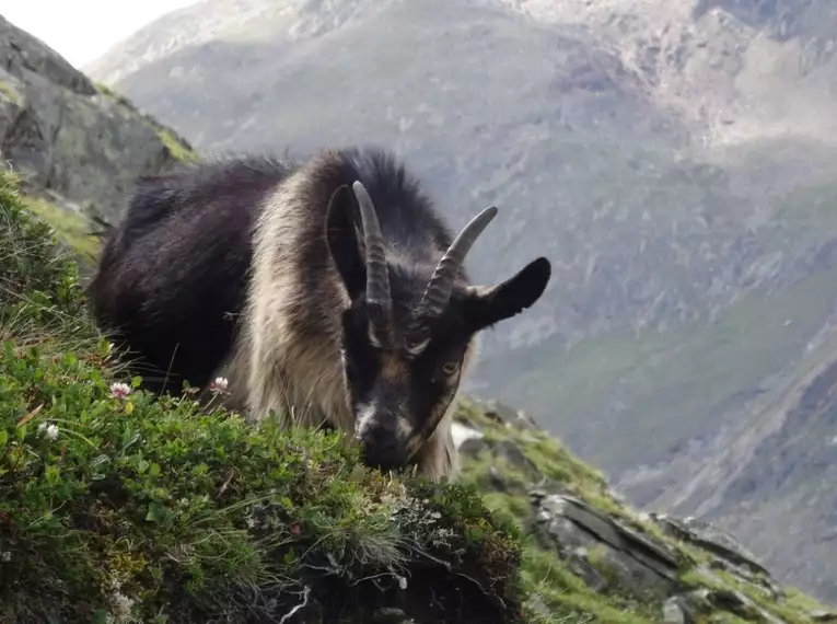 Hochalpine Wanderung: Durchquerung Ötztal