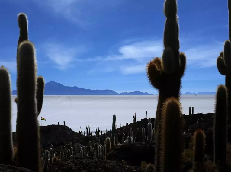 Hohe Kakteen auf der Insel Incahuasi mit dem weiten, weißen Salzsee Salar de Uyuni im Hintergrund.