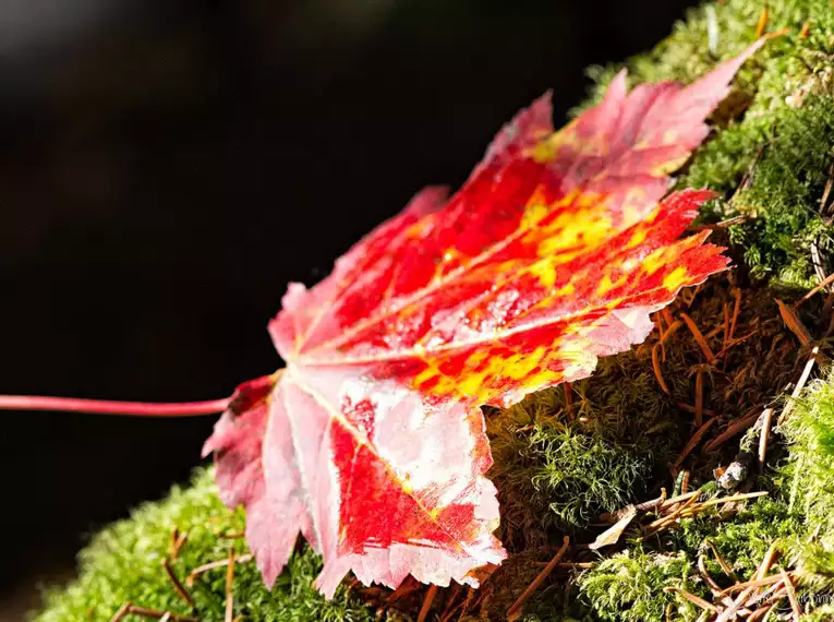 Indian Summer in Kanada: Farbrausch und Naturgenuss 