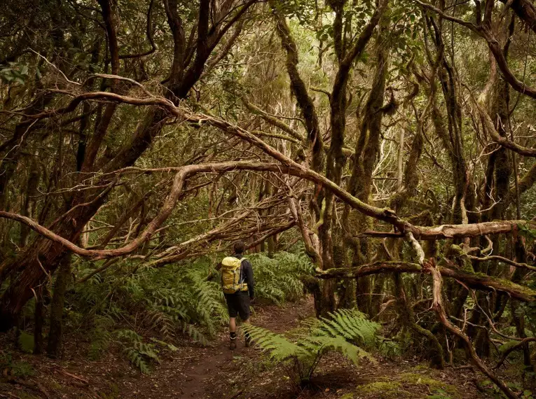 Die Highlights Teneriffas erwandern