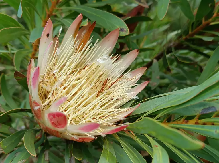 Nahaufnahme einer blühenden Protea in Südafrika umgeben von grünen Blättern.