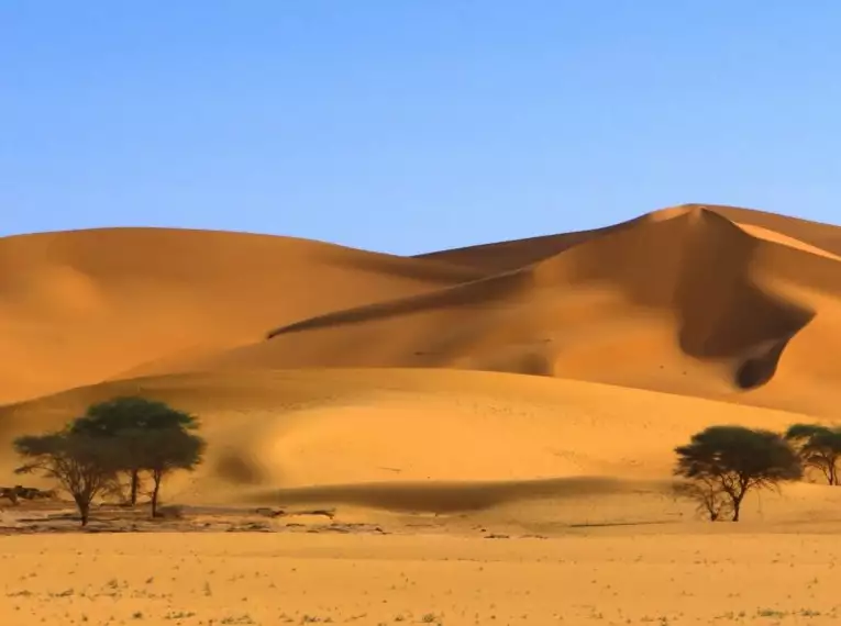 Sanddünen in der Sahara mit blauen Himmel und vereinzelten Bäumen im Vordergrund.