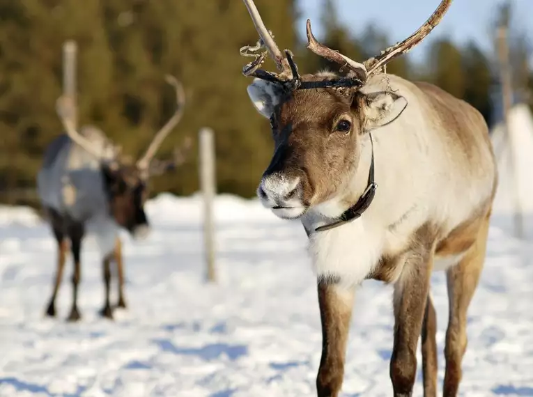 Magische Winteridylle in Schweden: Authentische Naturerlebnisse im Wildnisgehöft Solberget