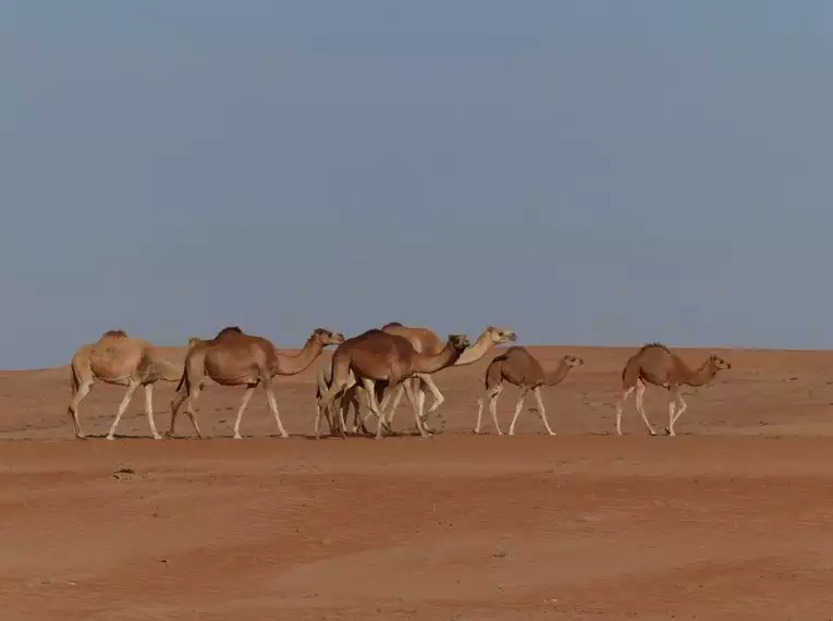 Genusswandern in den Gärten des Oman