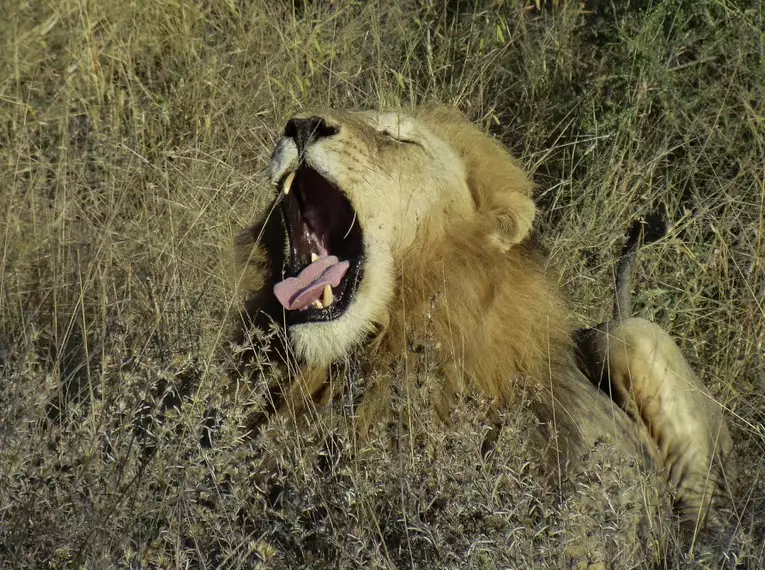 Ein Löwe gähnt im dichten Gras der afrikanischen Savanne.