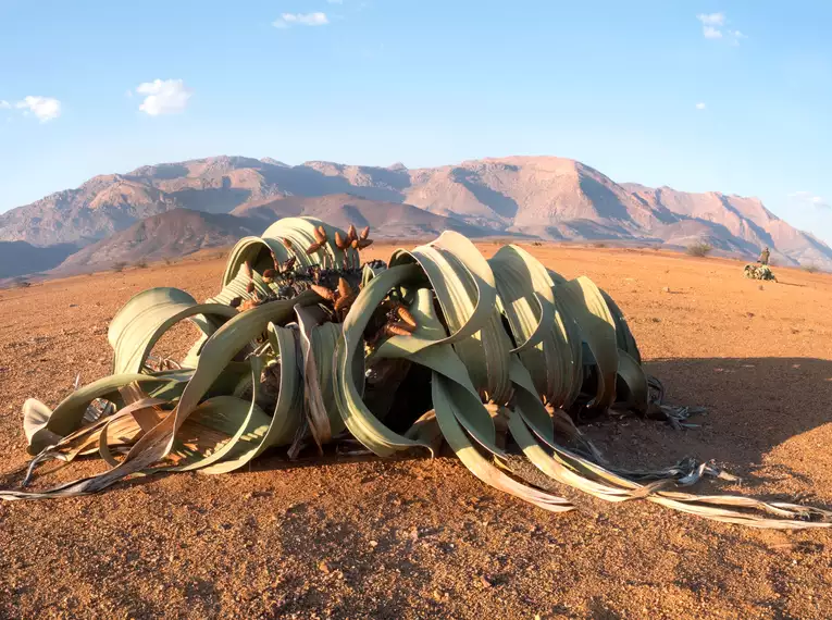 Namibia komfortabel erwandern