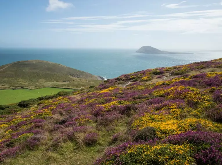 Blühende Wiesen auf Jersey mit Blick aufs Meer und Hügel.