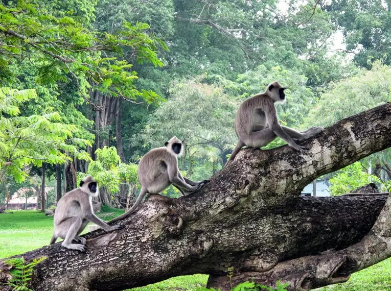 Magisches Sri Lanka - Eine Reise durch Geschichte, Natur und Kultur