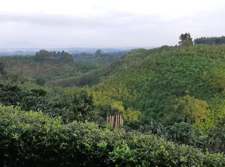 Blick über grüne Hügel und Kaffeeplantagen in Kolumbien.