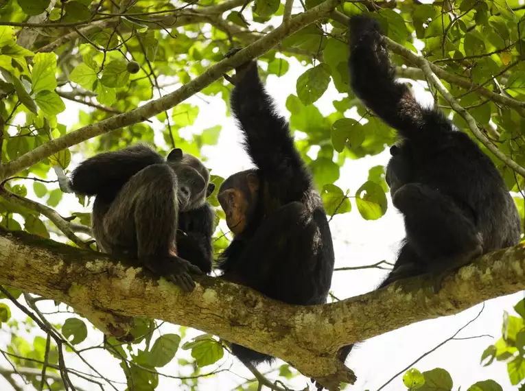 Uganda: Auf den Spuren der majestätischen Berggorillas