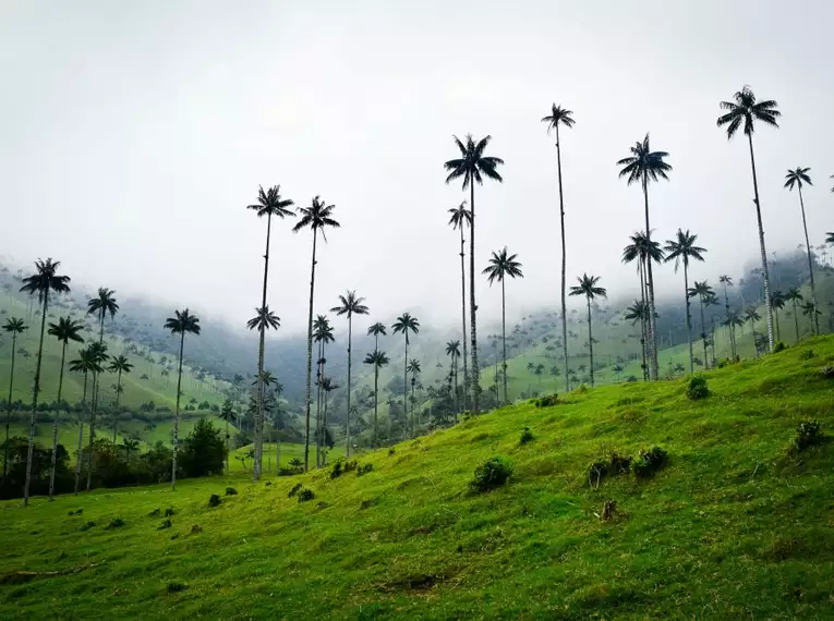 Hohe Wachspalmen im nebligen Cocora-Tal auf grünen Hügeln.