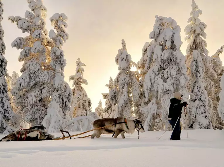 Magische Winteridylle in Schweden: Authentische Naturerlebnisse im Wildnisgehöft Solberget