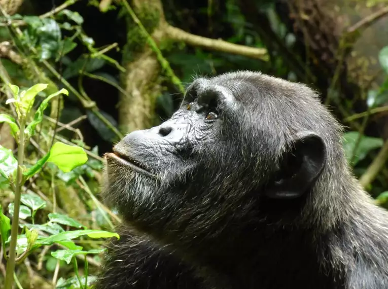 Uganda: Auf den Spuren der majestätischen Berggorillas