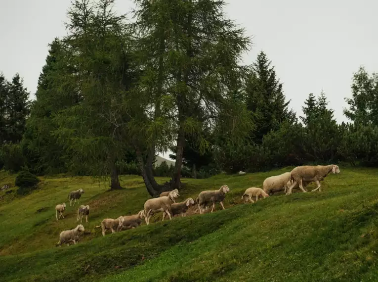 Alpenüberquerung: Von Alm zu Alm