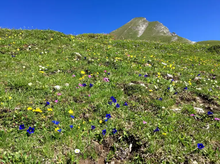 Steinbock-Wanderwoche im Allgäu