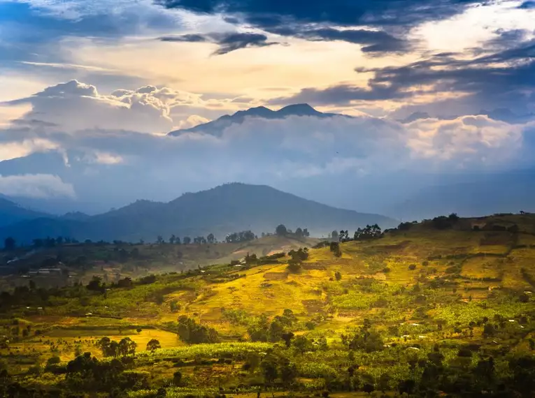 Uganda: Auf den Spuren der majestätischen Berggorillas