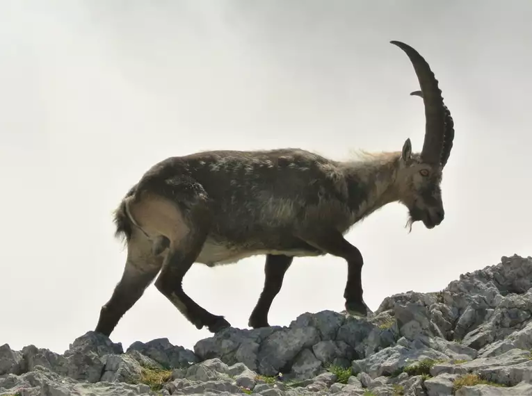 Nahaufnahme eines Steinbocks auf felsigem Terrain im Nationalpark.