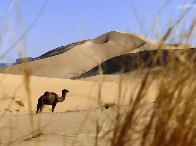 Ein Kamel steht vor hohen Sanddünen in der Sahara-Wüste.