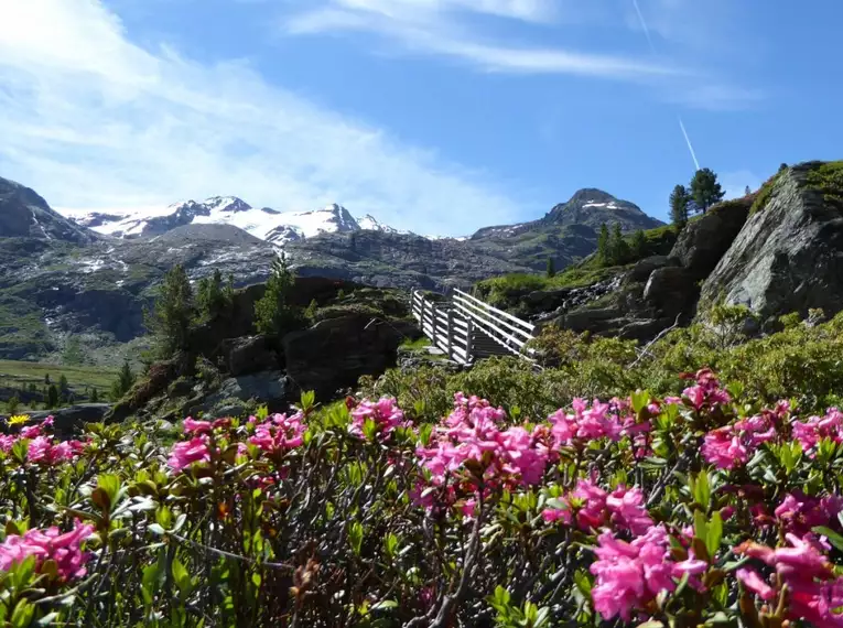 Alpenrosen blühen vor alpiner Berglandschaft mit schneebedeckten Gipfeln.