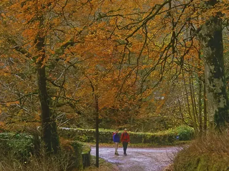 Zwei Wanderer auf einem herbstlichen Waldweg entlang des Great Glen Way in Schottland.