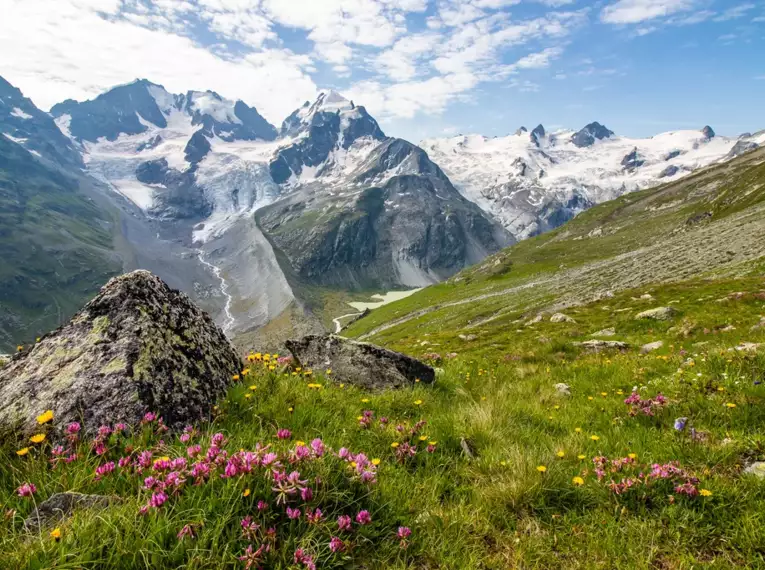 Alpine Landschaft im Oberengadin mit Blumen, Felsen und Gletschern.