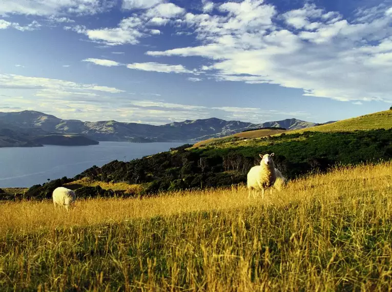 Wanderwoche Neuseeland - Zwischen Vulkanen und Regenwäldern