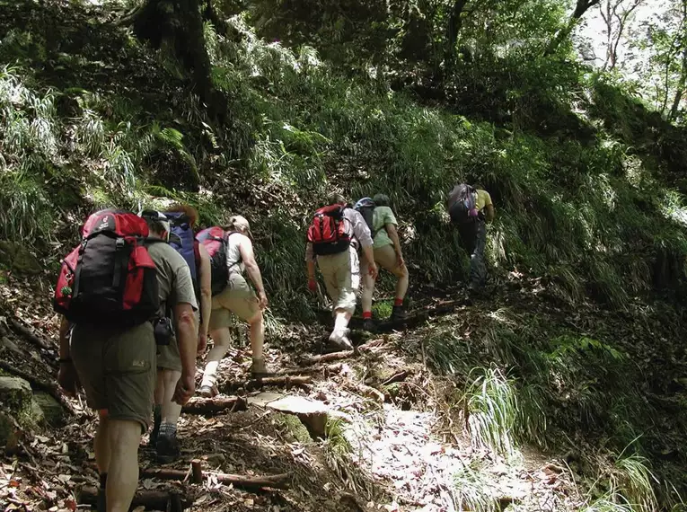 Eine Gruppe Wanderer mit Rucksäcken auf einem Waldpfad auf Menorca.