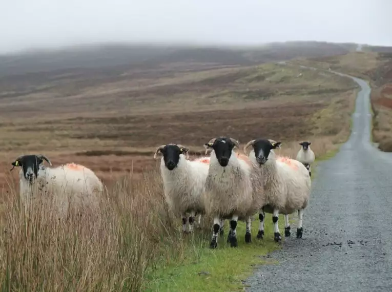 Schafe auf einer Landstraße in Irland, umgeben von leichtem Nebel.