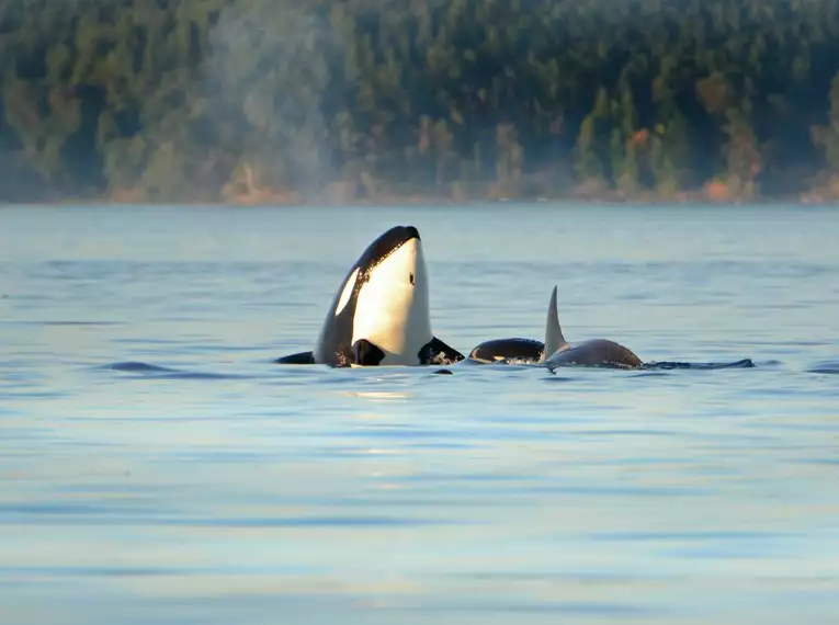 Zwei Orcas tauchen in der Nähe von Vancouver Island auf.