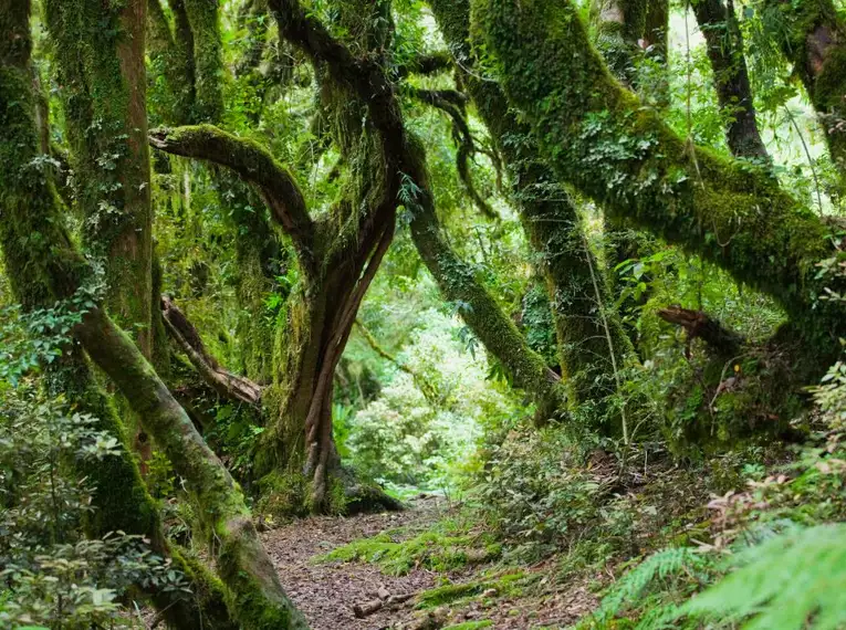 Neuseeland - Trekking im Land der langen weißen Wolke