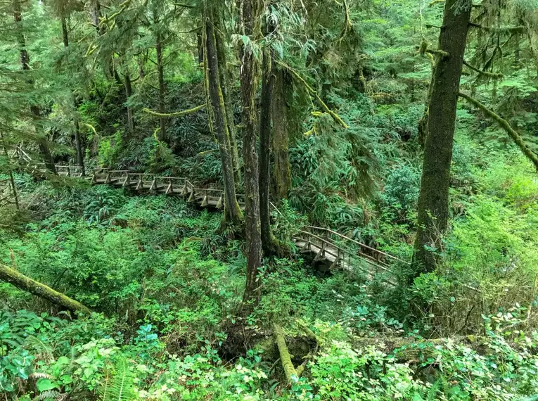 Ein schmaler Pfad aus Holzbohlen führt durch dichten Regenwald auf Vancouver Island.