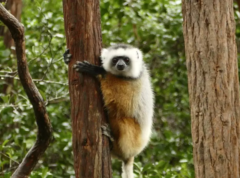 Magisches Madagaskar: Lemuren, Tsingys und Tropenparadiese