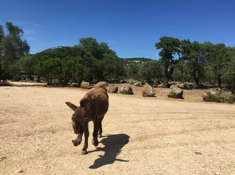 Sardiniens Ostküste individuell erwandern