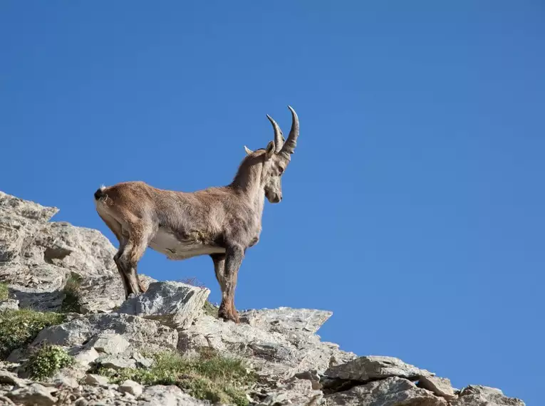 Ein Steinbock steht auf einem felsigen Berg mit klarem blauen Himmel im Hintergrund.