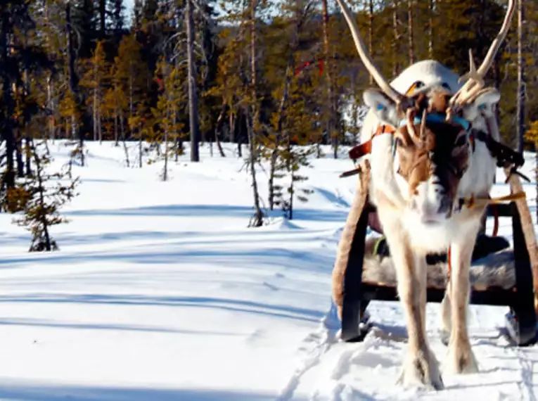 Magische Winteridylle in Schweden: Authentische Naturerlebnisse im Wildnisgehöft Solberget