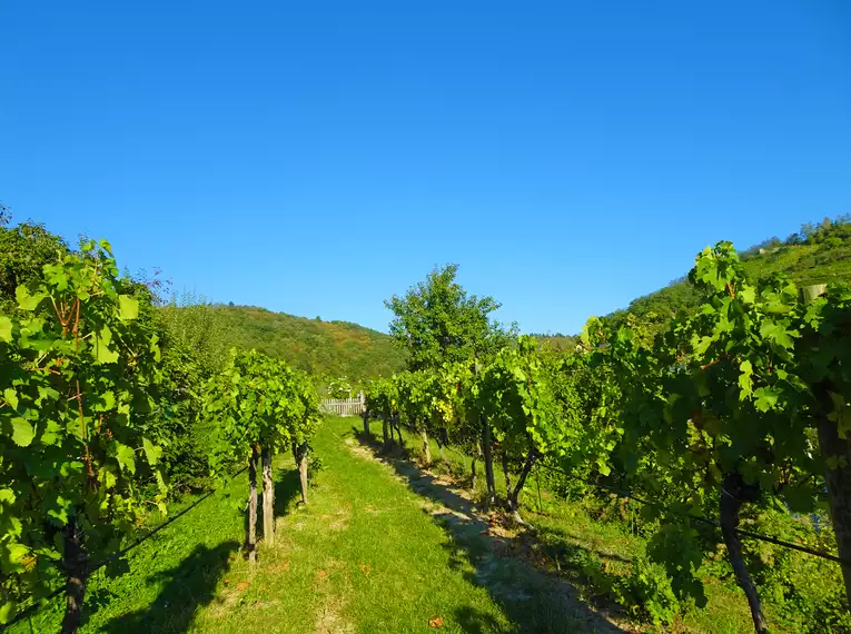 5-tägige individuelle Wanderungen Welterbesteig Wachau