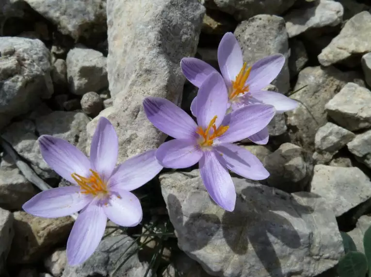 Drei zarte lilafarbene Krokusblüten ruhen auf felsigem Untergrund.