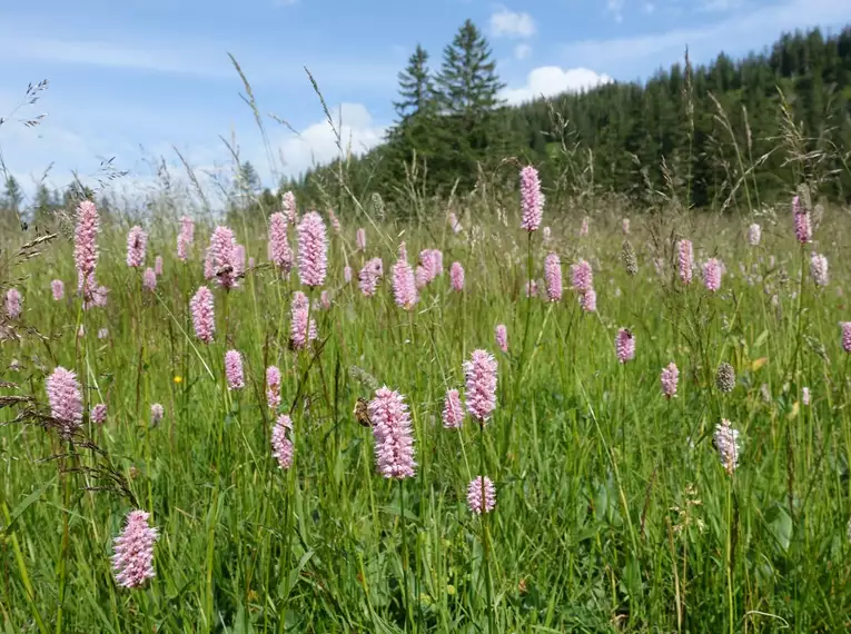 Allgäuer Hörnertour 