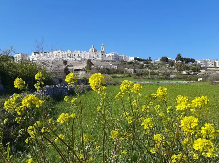 Gelbe Blumen, Raps, vor einer idyllischen Stadtansicht in Apulien, Südostitalien.